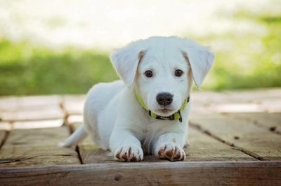 ​幼犬体温多少是正常？过高过低都不行，正确量取体温也有技巧